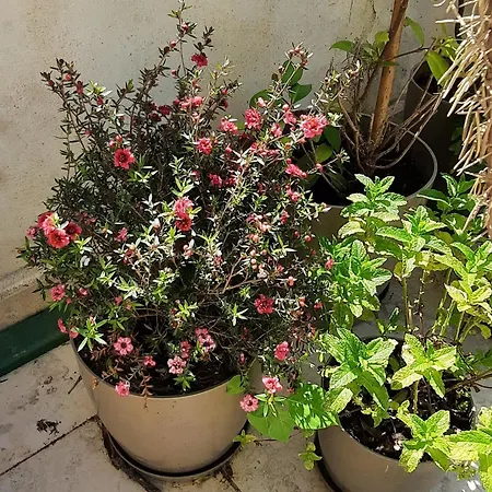 Hidden Gem, Modern 2bedroom, Amazing Terrace-free Parking-your Away From Τίρανα